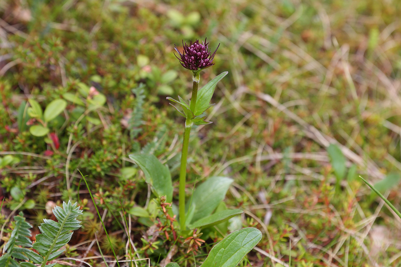 Image of Valeriana capitata specimen.