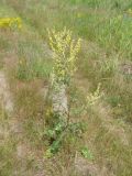 Verbascum lychnitis