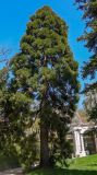 Sequoiadendron giganteum. Взрослое дерево. Испания. г. Мадрид. Королевский ботанический сад, в культуре. 18.04.2018.