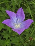 Campanula altaica