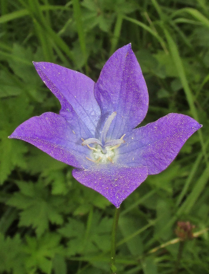 Изображение особи Campanula altaica.