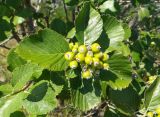 Sorbus taurica