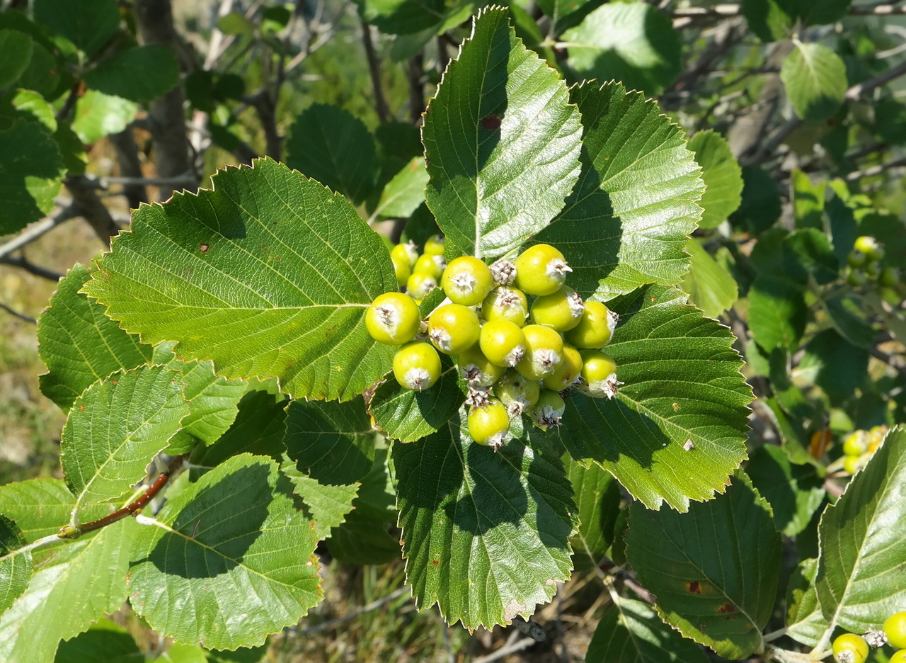 Изображение особи Sorbus taurica.