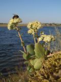 Hylotelephium stepposum. Цветущее растение с фуражирующей медоносной пчелой. Западный Крым, берег оз. Донузлав. 27.08.2019.