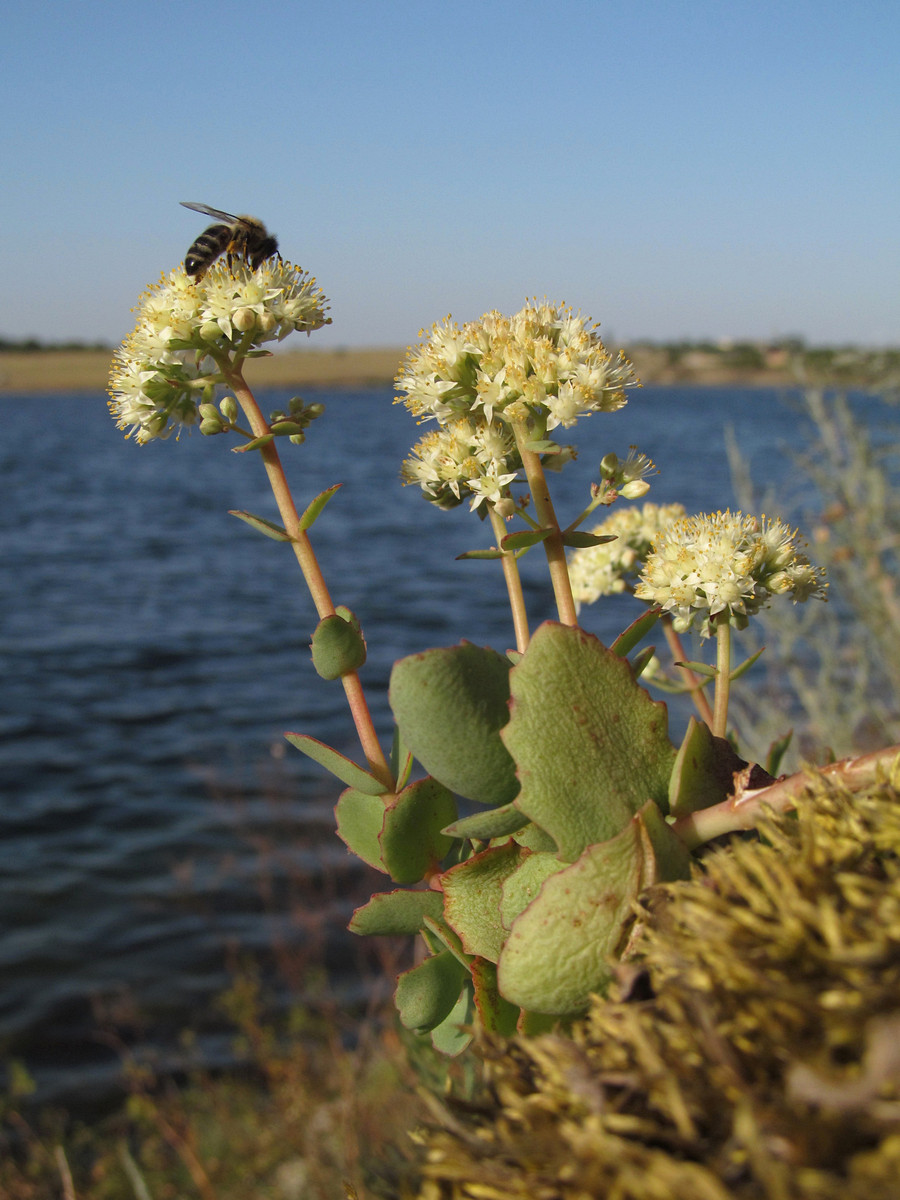 Изображение особи Hylotelephium stepposum.