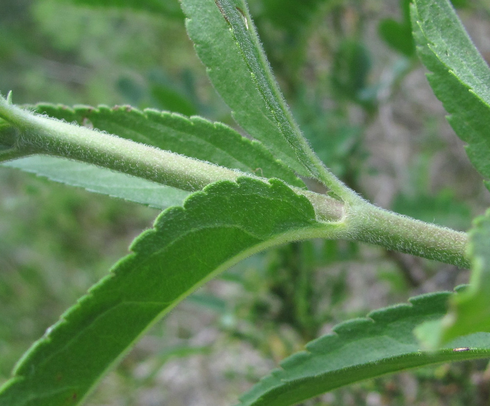 Image of Veronica spuria specimen.