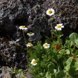 Pyrethrum pulchellum