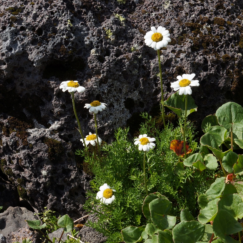 Image of Pyrethrum pulchellum specimen.