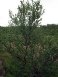 Betula &times; kusmisscheffii