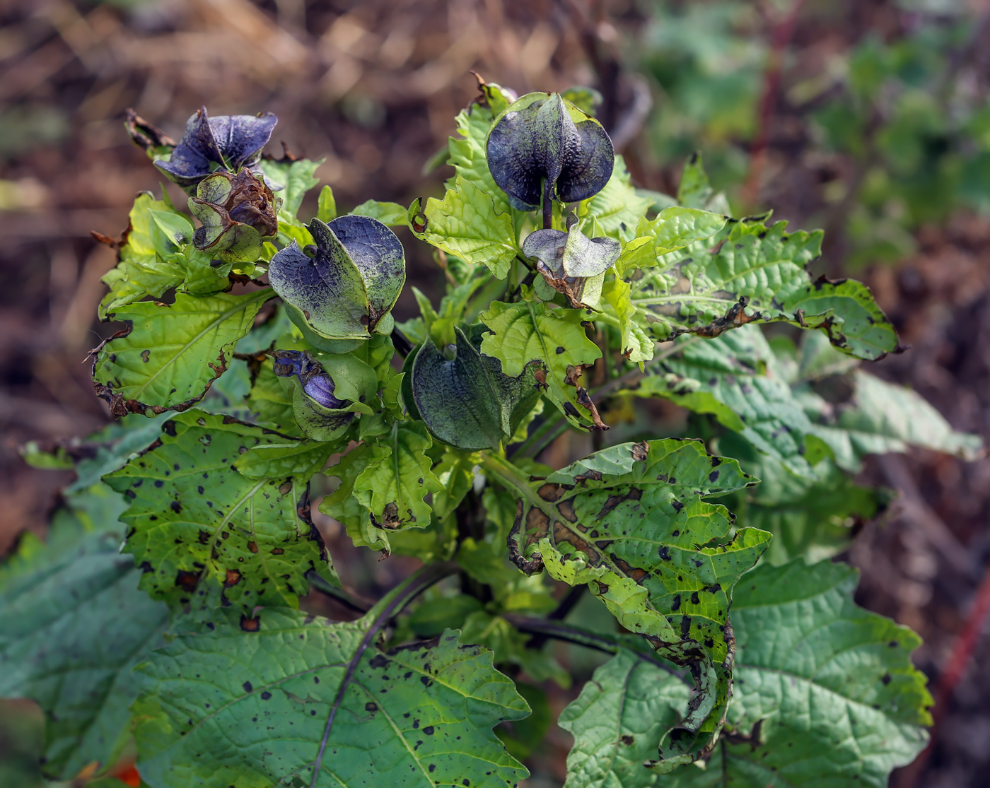 Image of Nicandra physalodes specimen.