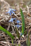 Scilla siberica