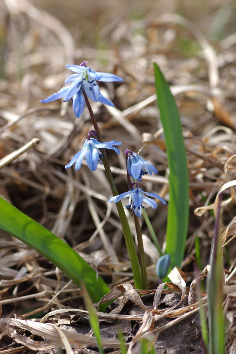 Изображение особи Scilla siberica.