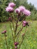 Cirsium setosum