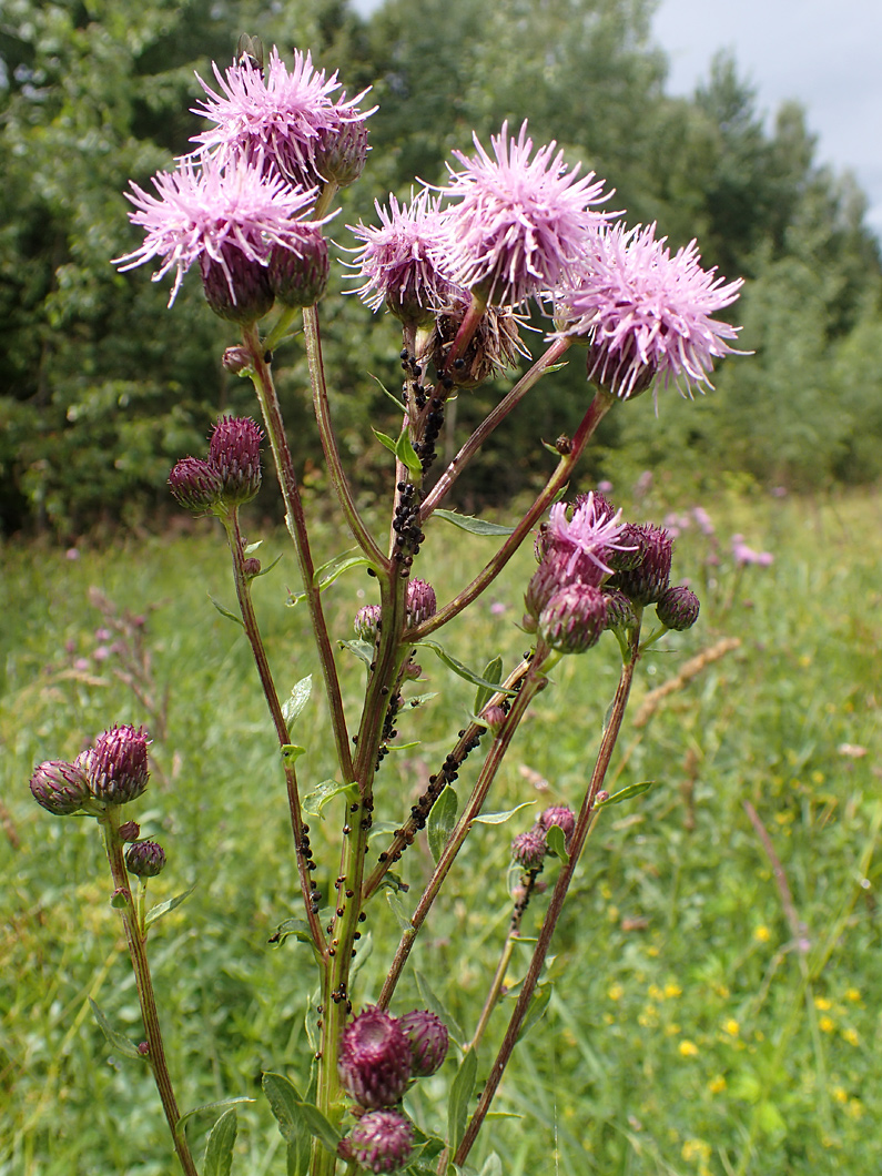 Изображение особи Cirsium setosum.