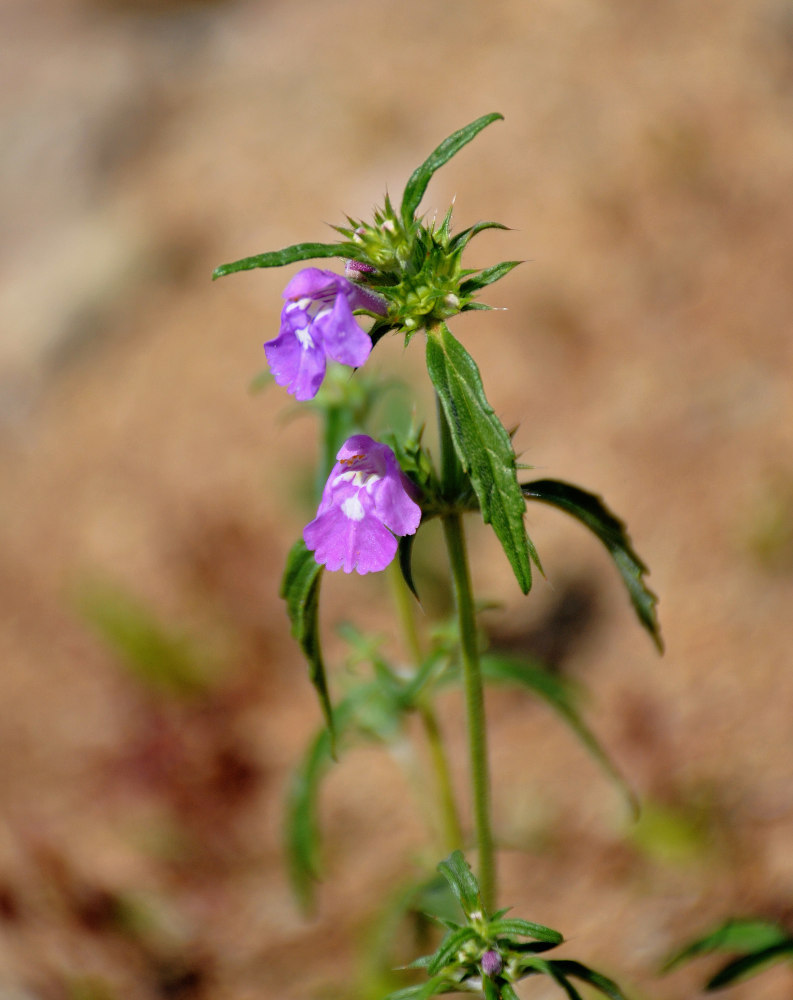 Изображение особи Galeopsis ladanum.