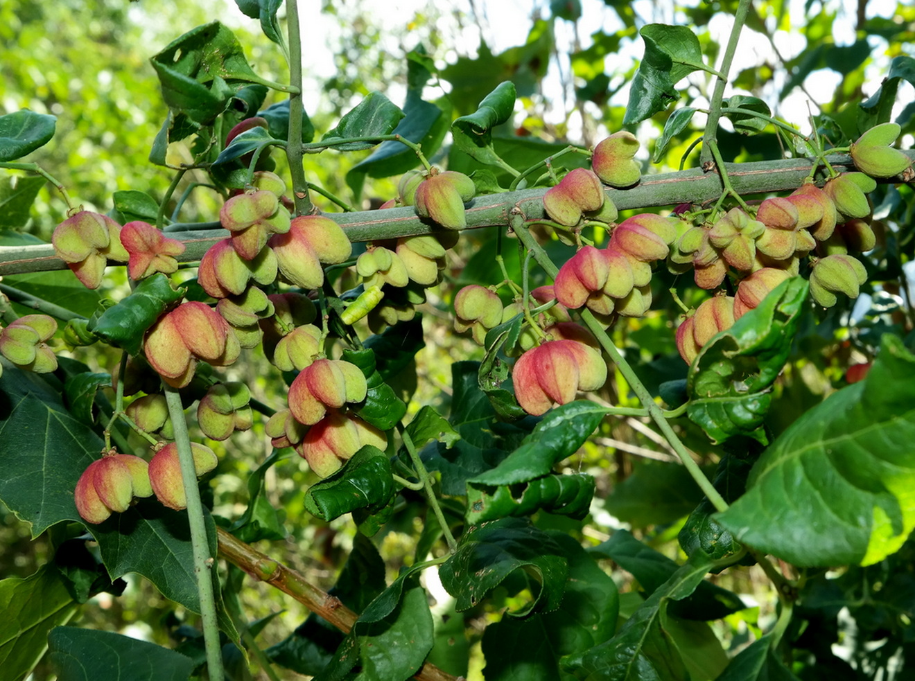 Изображение особи Euonymus europaeus.