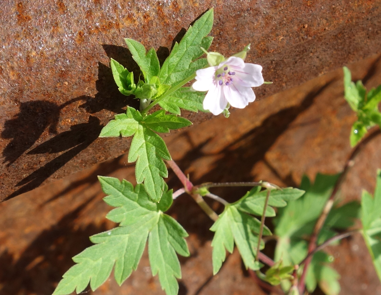 Image of Geranium sibiricum specimen.