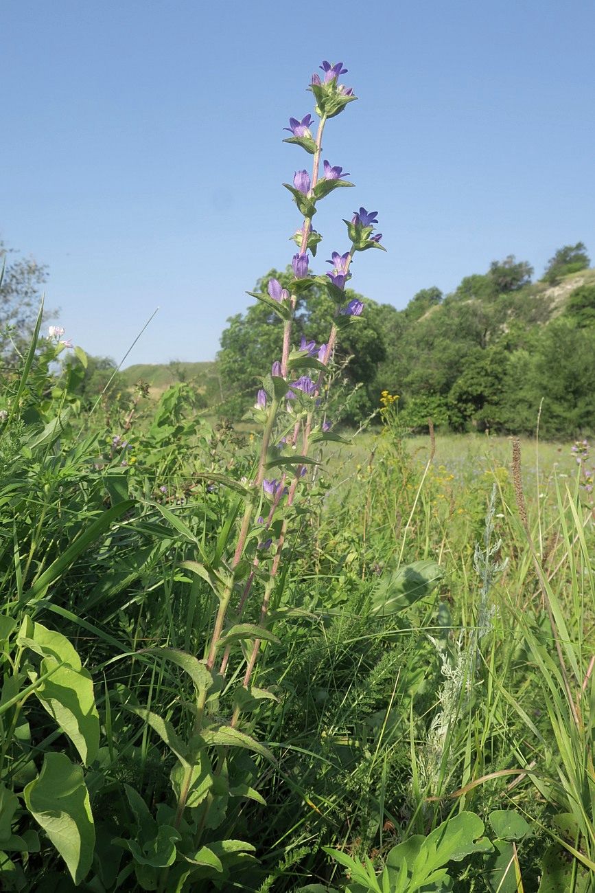 Image of Campanula farinosa specimen.