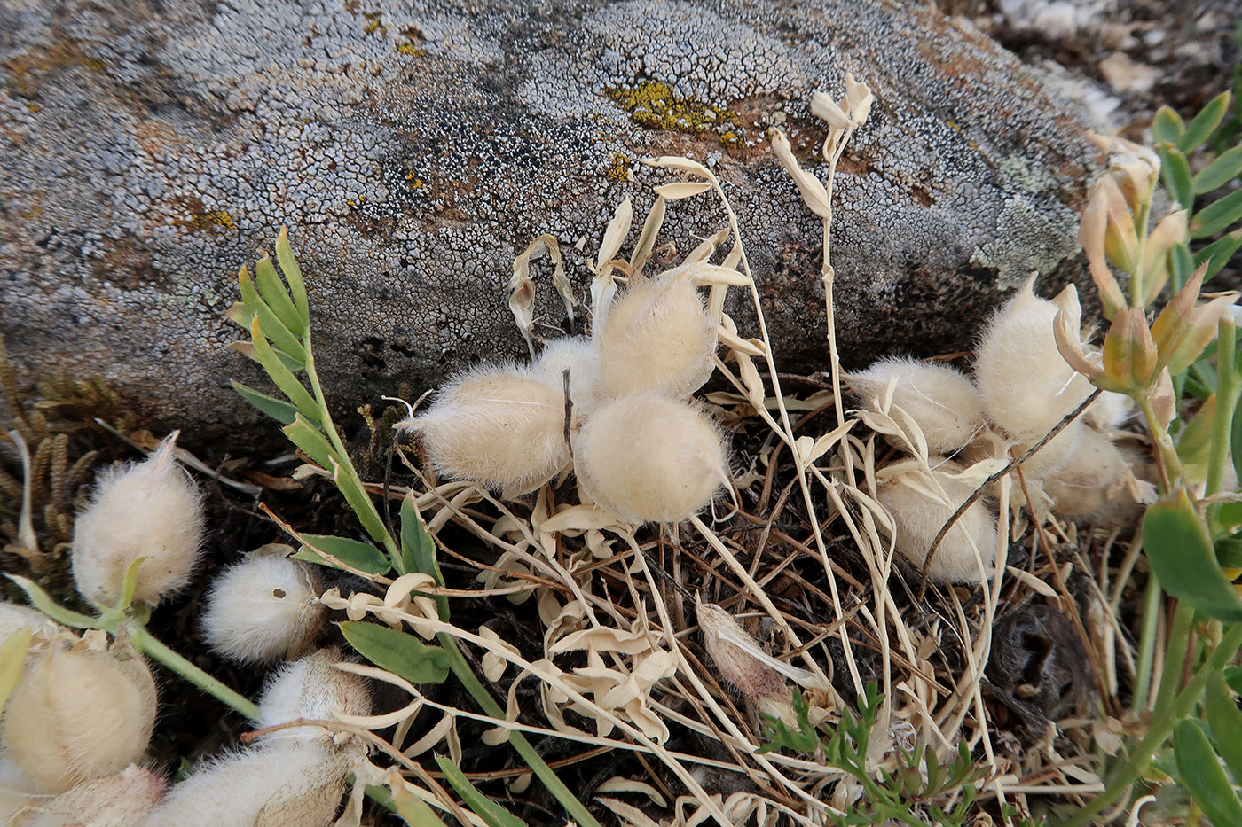 Изображение особи Oxytropis leucotricha.