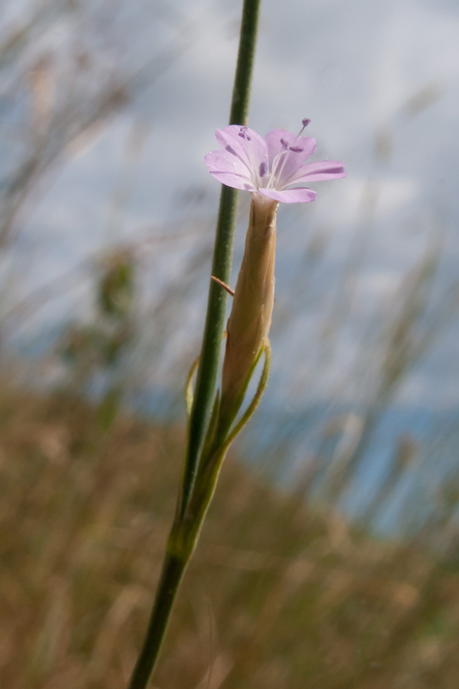 Изображение особи Petrorhagia prolifera.