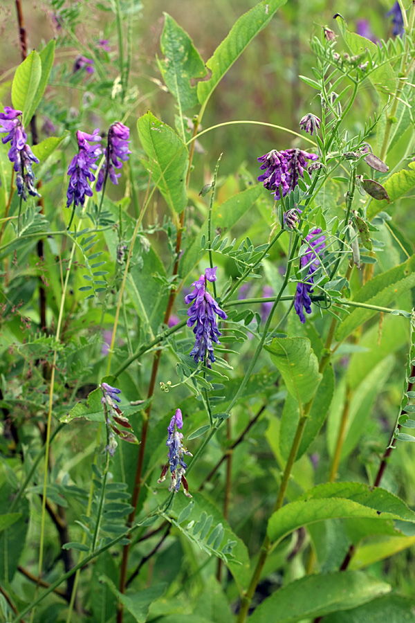 Изображение особи Vicia cracca.