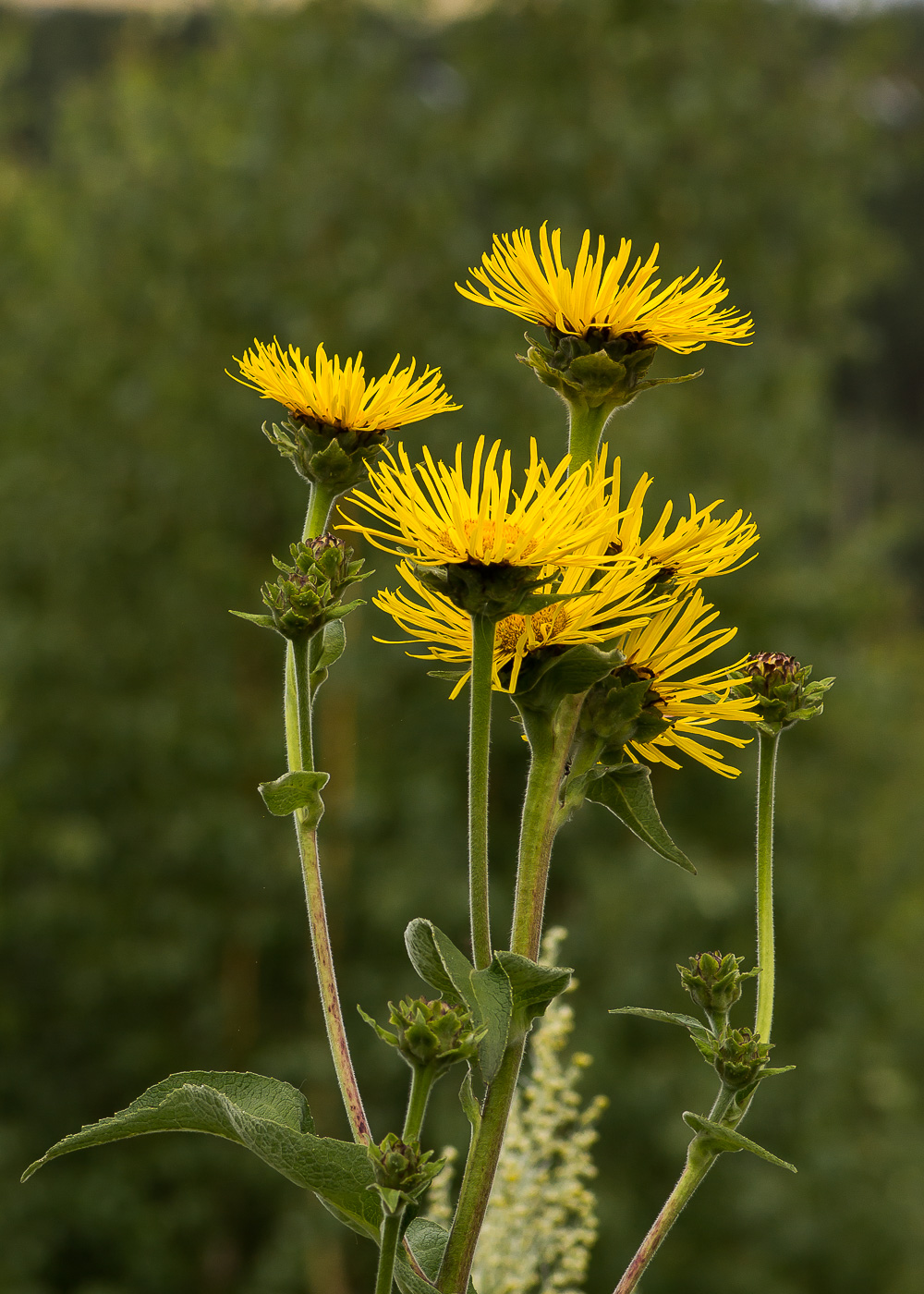 Изображение особи Inula helenium.