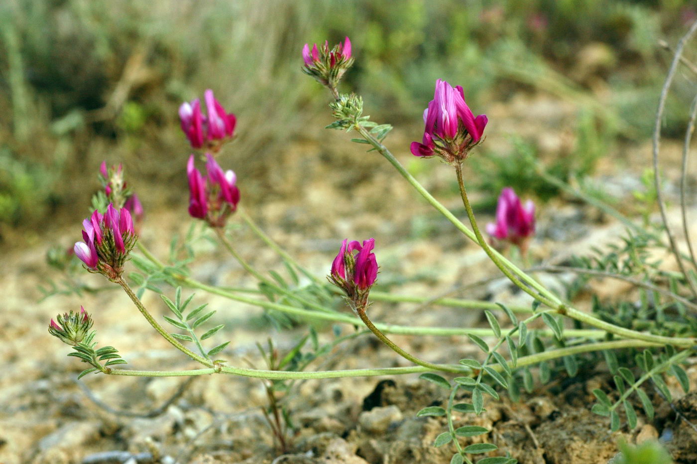 Изображение особи Astragalus ustiurtensis.