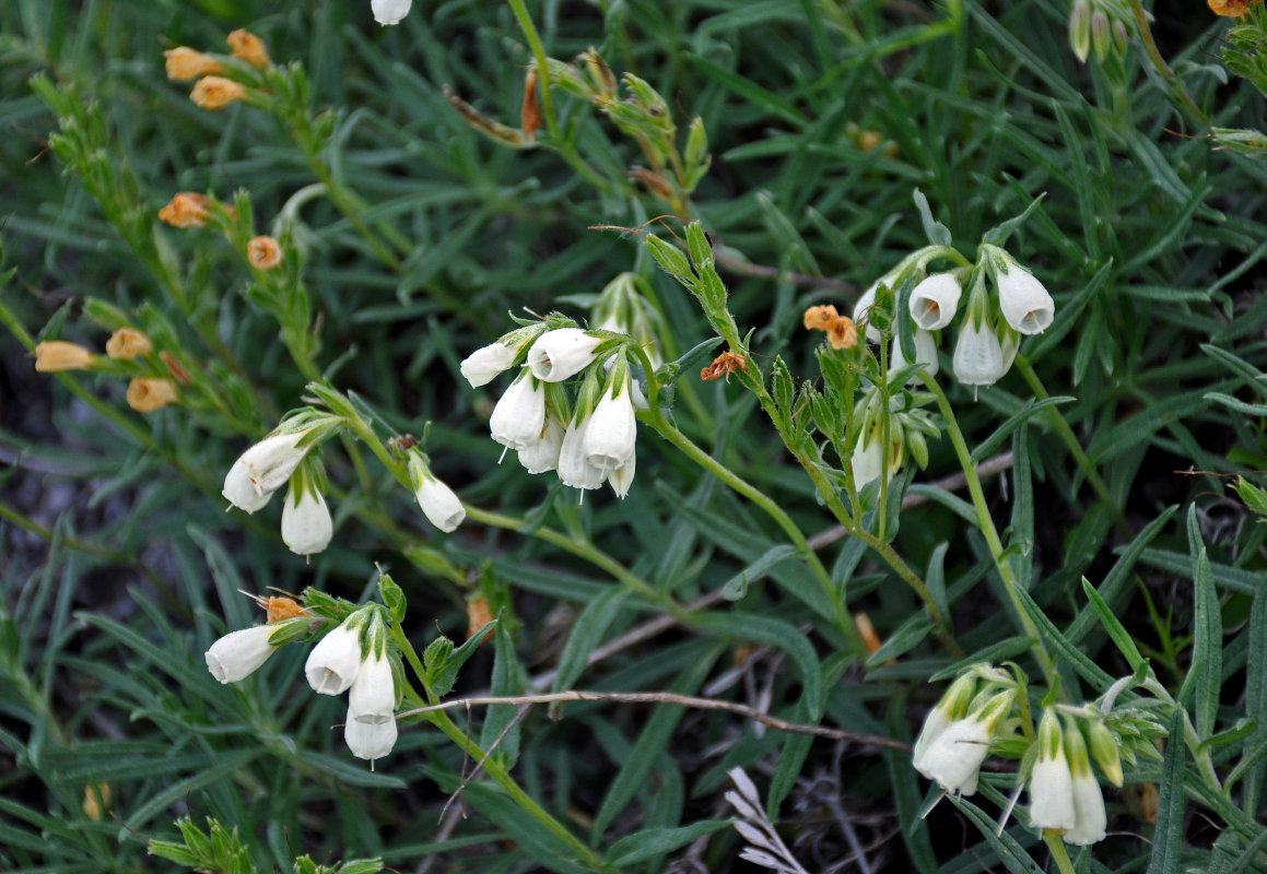 Изображение особи Onosma tanaitica.