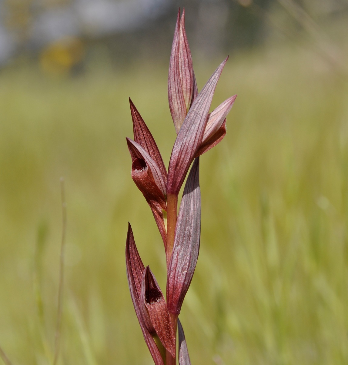 Image of Serapias bergonii specimen.