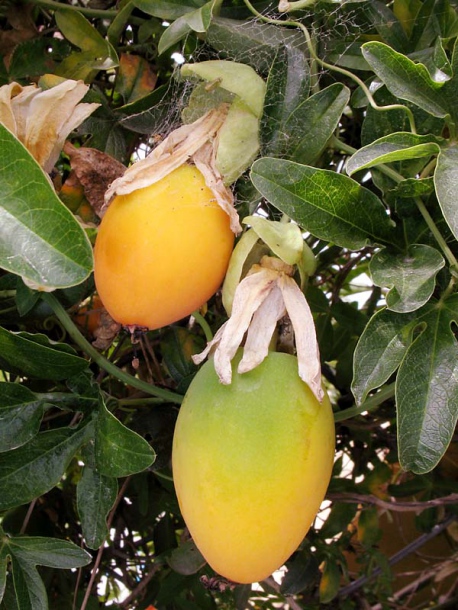 Изображение особи Passiflora caerulea.