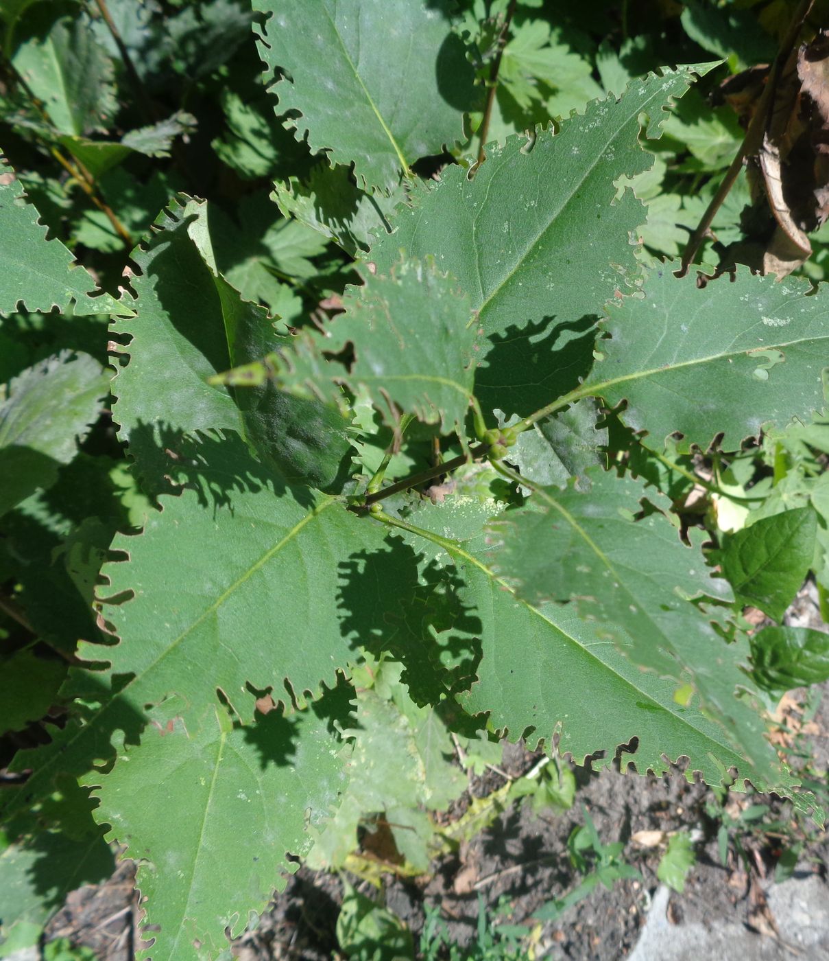 Изображение особи Syringa vulgaris.