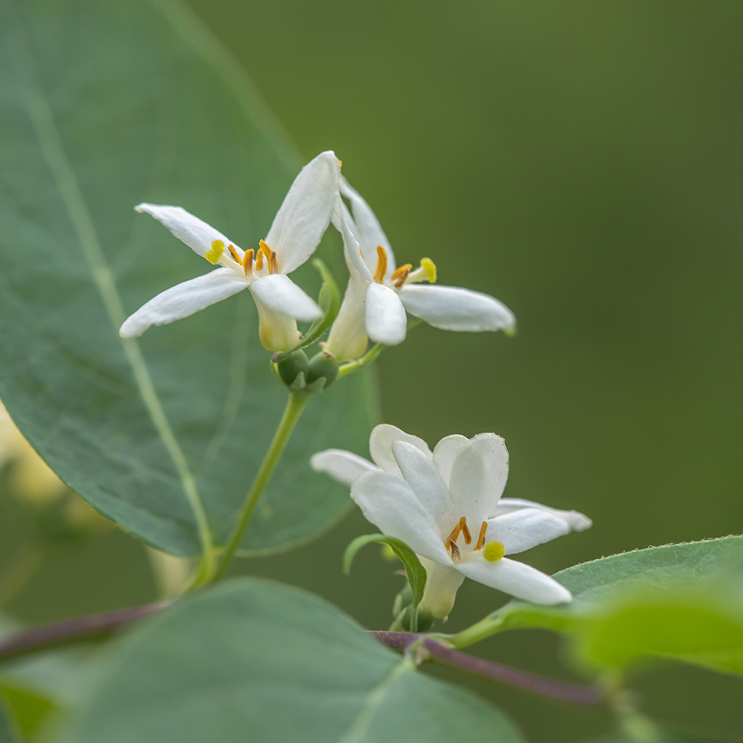 Image of Lonicera tatarica specimen.