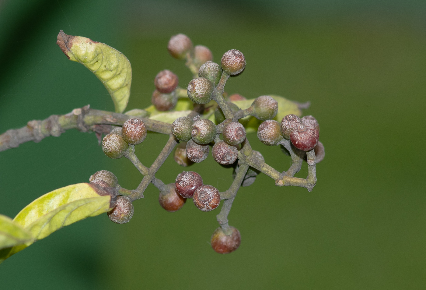 Image of Psychotria viridis specimen.