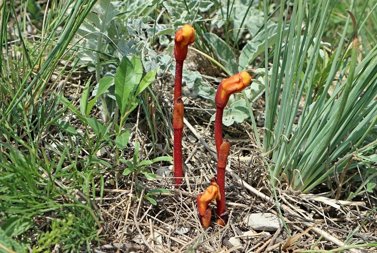 Image of Phelypaea coccinea specimen.