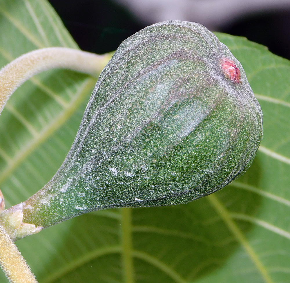 Изображение особи Ficus carica.