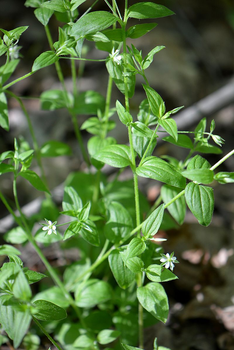 Image of Moehringia trinervia specimen.