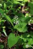 Maianthemum bifolium