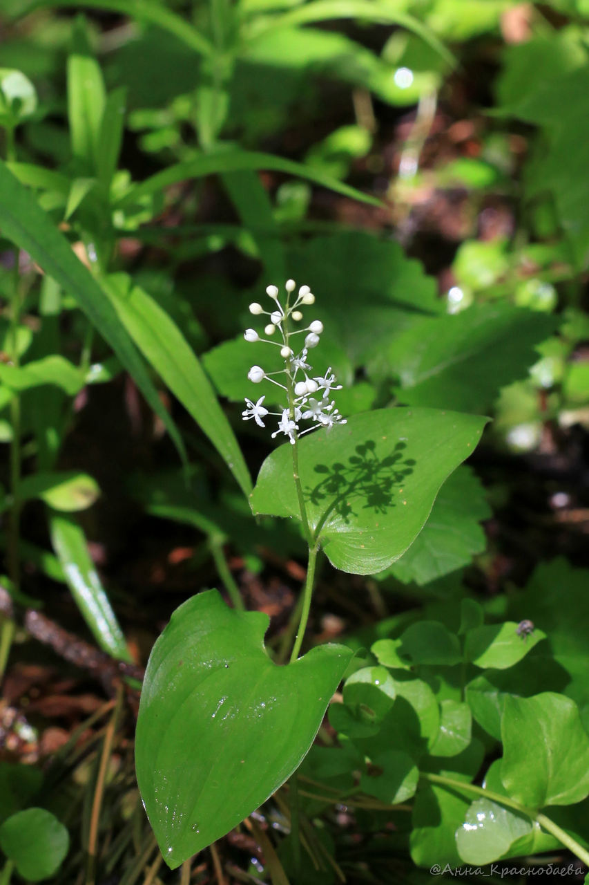 Изображение особи Maianthemum bifolium.