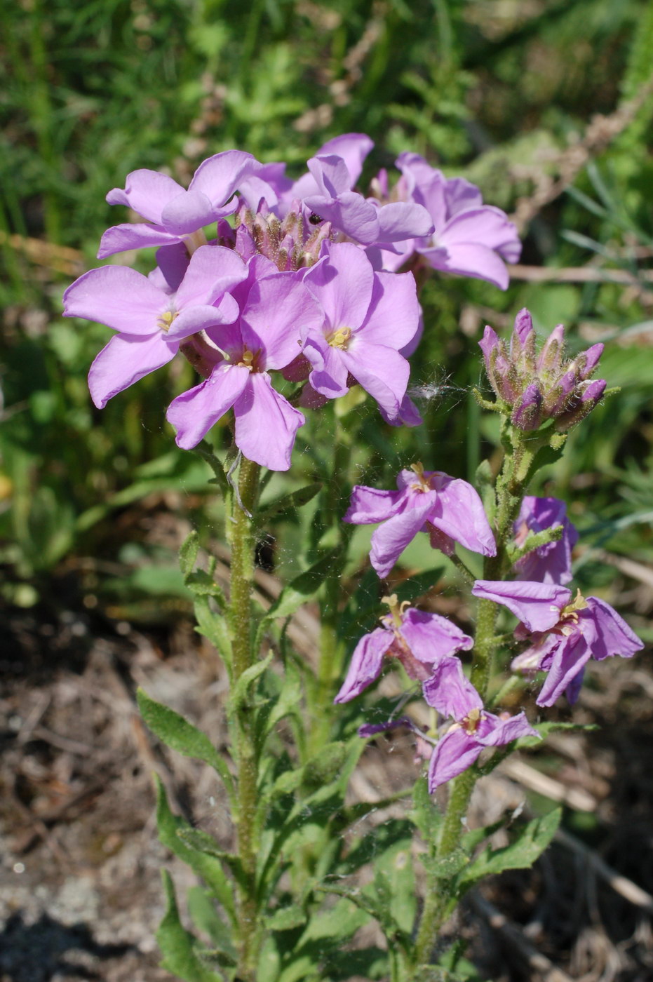 Image of Clausia aprica specimen.