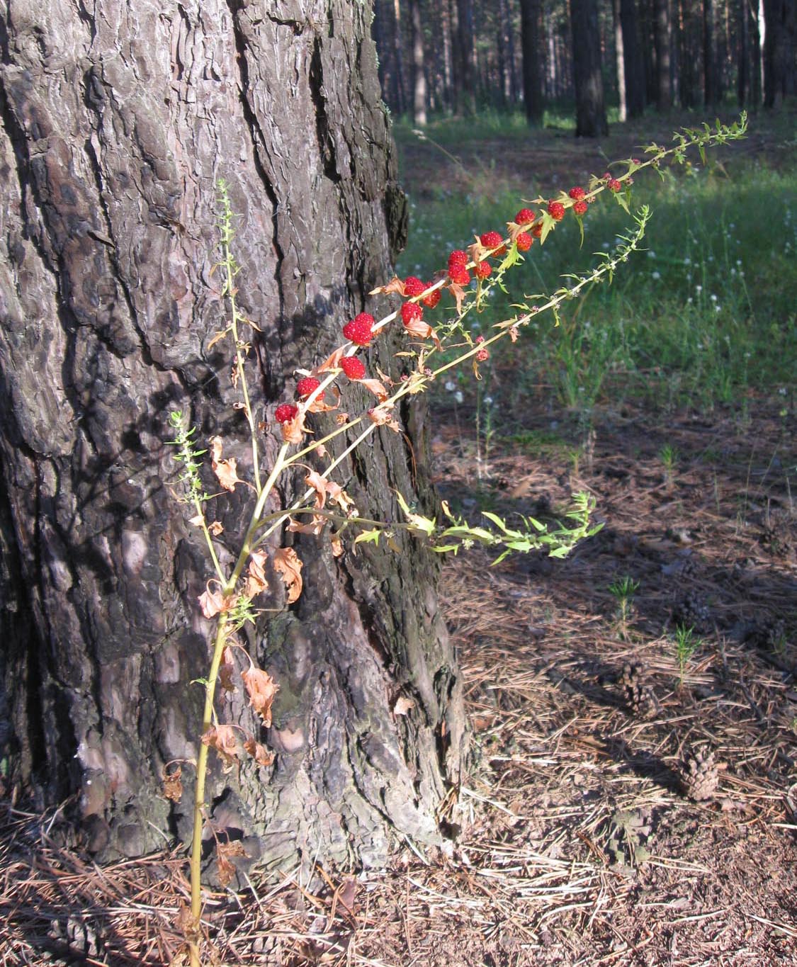 Image of Blitum virgatum specimen.