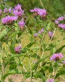 Centaurea pseudophrygia