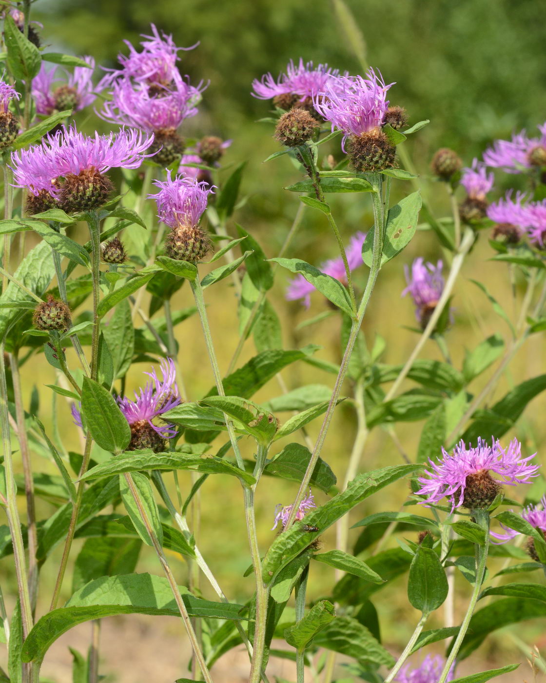 Image of Centaurea pseudophrygia specimen.