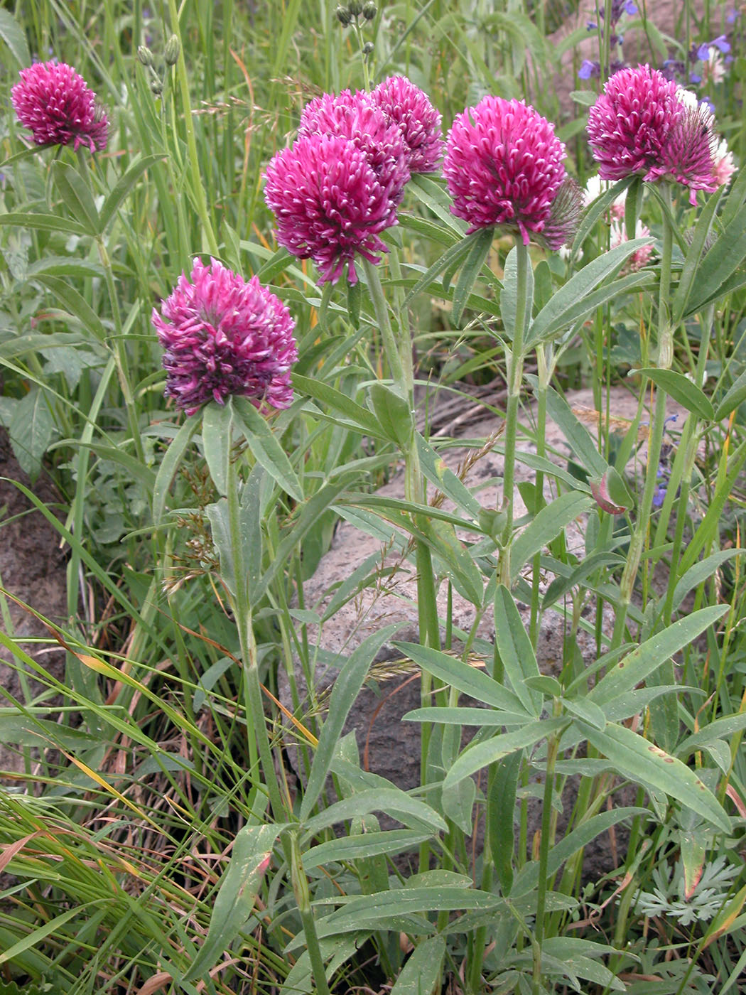 Image of Trifolium alpestre specimen.