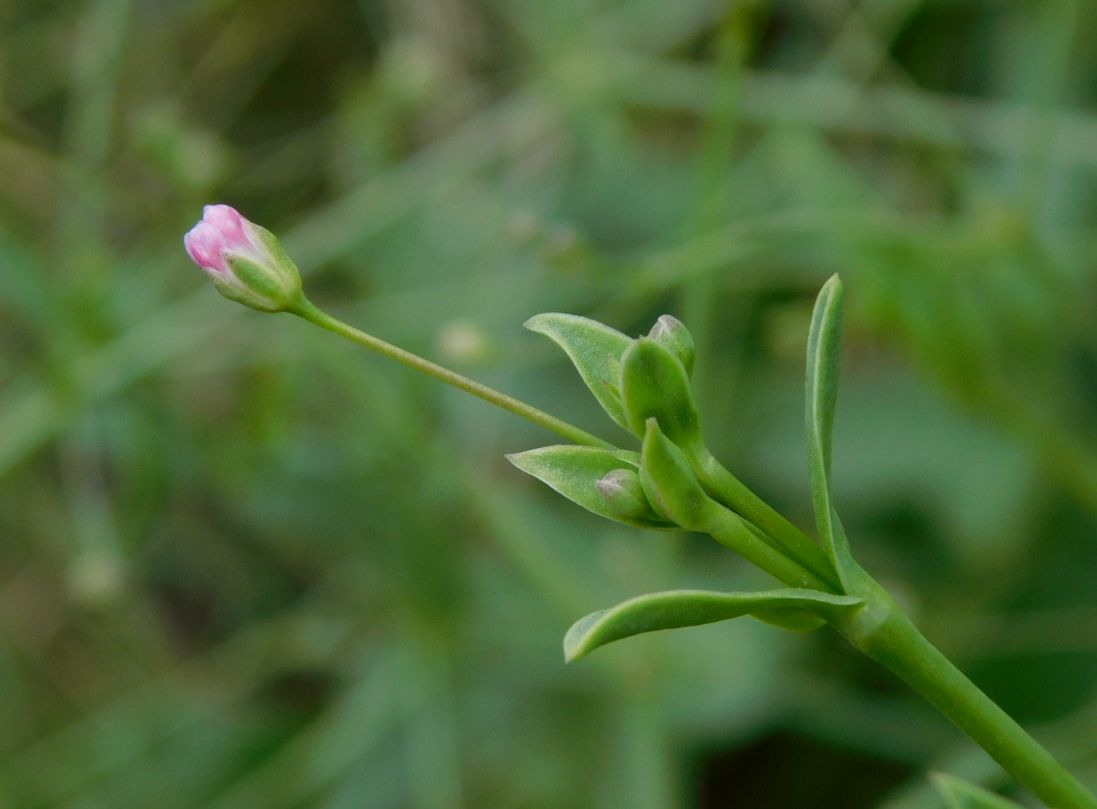 Image of Gypsophila perfoliata specimen.