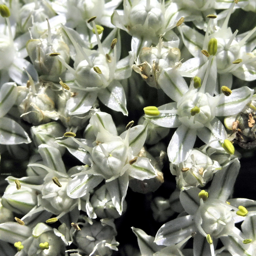 Image of Allium cepa specimen.