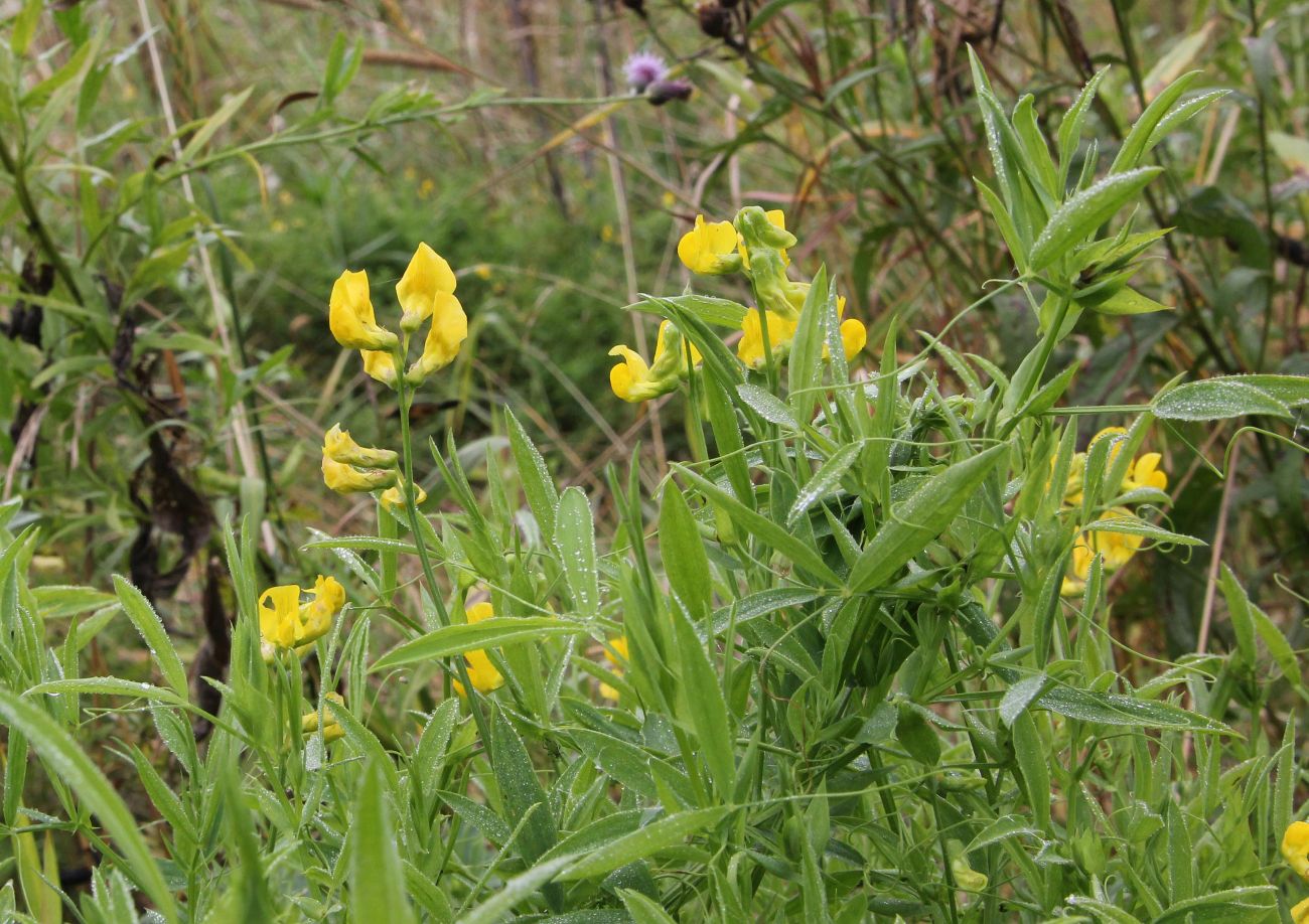 Изображение особи Lathyrus pratensis.