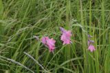 Dierama latifolium