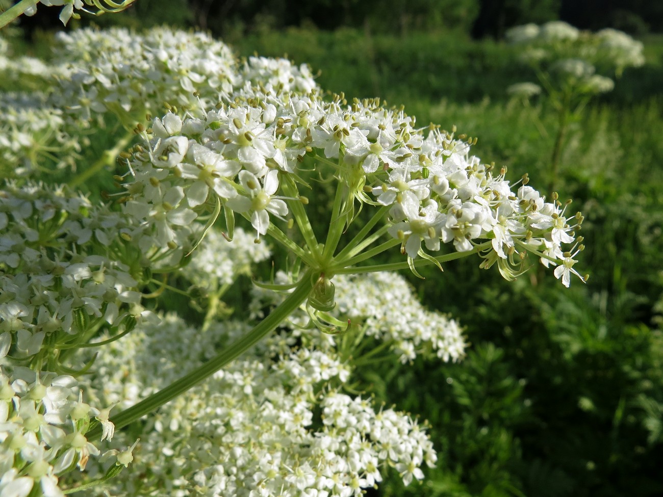 Изображение особи Pleurospermum uralense.