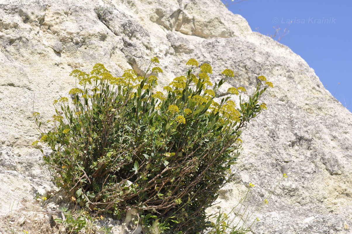 Image of Bupleurum fruticosum specimen.