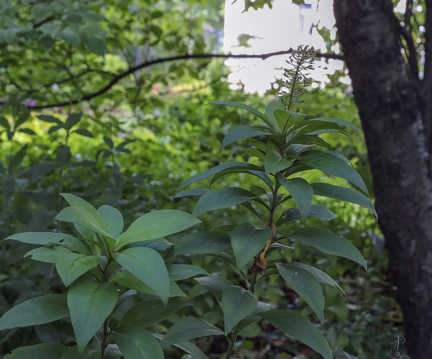 Image of Lysimachia clethroides specimen.